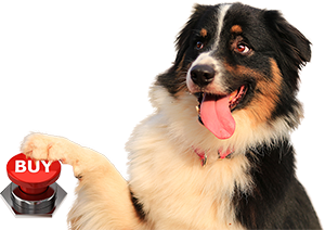 An Australian Shepherd pressing a red BUY button